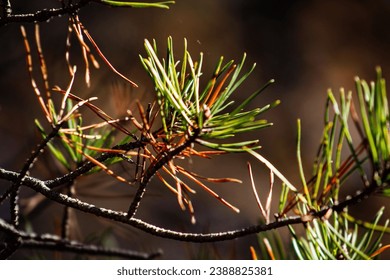 88足球直播：高清绿茵赛事实时在线畅享