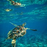 白金体育官网安全性分析:保障玩家权益的有效措施 9i38is4ov