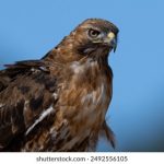 88赛马开奖计划最新精准预测与赛程安排 a3zn39y53o