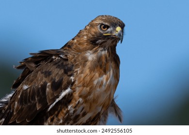 88赛马开奖计划最新精准预测与赛程安排 88赛马开奖计划最新精准预测与赛程安排