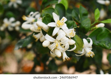 白菜网的用户体验评测:值得信赖的在线购物选择 白菜网的用户体验评测:值得信赖的在线购物选择