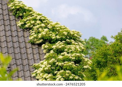 8吧直播平台全新上线,精彩内容抢先看! 8吧直播平台全新上线,精彩内容抢先看!